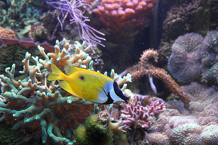 外来异国鱼旅行蓝色假期国家女性水族馆潜水海洋情调珊瑚图片