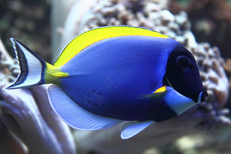 蓝鱼水族馆海葵潜水员浮潜蓝色热带女性海洋潜水假期图片