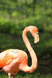 烧火丛林野生动物荒野羽毛橙子火烈鸟动物园眼睛情调生物图片