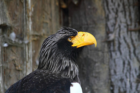 鹰头自由力量眼睛黑色黄色野生动物荒野羽毛动物猎人图片