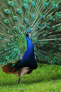 孔雀金子男性蓝色绿色羽毛动物橙子眼睛图片