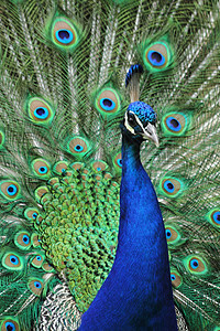 孔雀眼睛金子羽毛动物蓝色橙子男性绿色图片