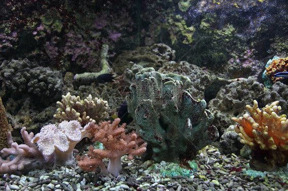 水族馆背景珊瑚海葵国家潜水假期浮潜浮潜者蓝色热带异国图片