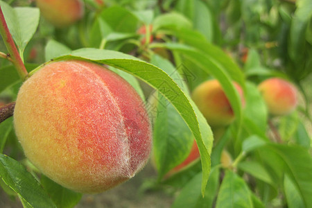 桃子是美味的果菜天然本底营养橙子饮食生长叶子种植采摘水果果园绿色图片