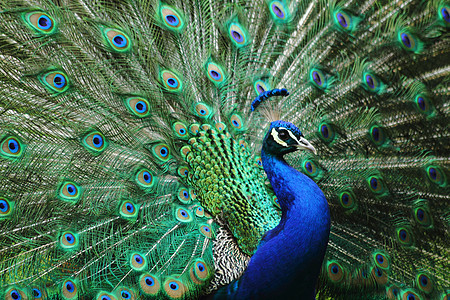 孔雀羽毛绿色动物男性眼睛橙子金子蓝色图片