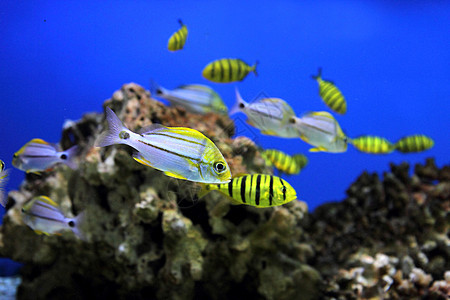 水族馆背景潜水员情调蓝色潜水海洋浮潜者浮潜异国假期珊瑚图片