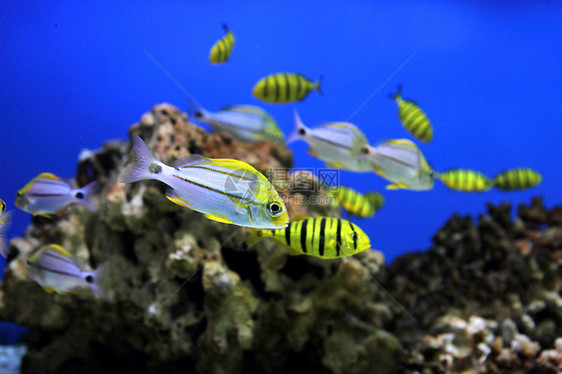 水族馆背景潜水员情调蓝色潜水海洋浮潜者浮潜异国假期珊瑚图片