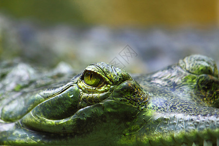 鳄鱼头的细细动物园爬虫黄色绿色眼睛皮肤荒野生物玻璃棕色图片
