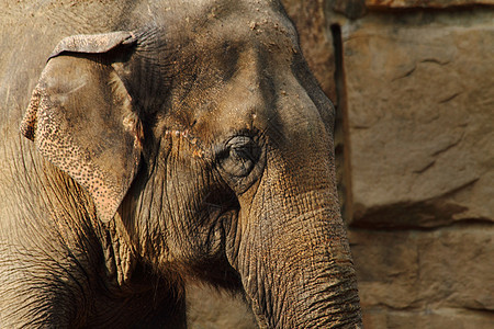 大象头生活灰色荒野动物鼻子领导者哺乳动物象牙厚皮野生动物图片