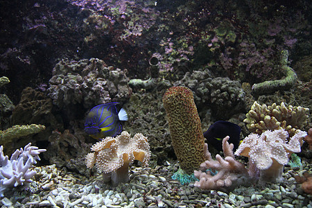 水族馆背景浮潜蓝色国家女性情调旅行异国潜水假期热带背景图片