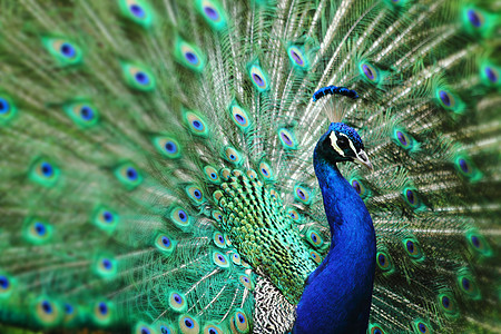 羽毛漂亮的孔雀绿色男性金子橙子蓝色动物眼睛图片