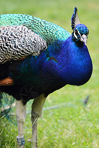 蓝色绿色孔雀金子羽毛橙子眼睛动物男性图片