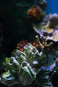 水族馆背景海洋潜水浮潜者假期海底海葵旅行国家热带珊瑚图片
