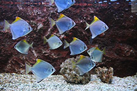 外来海鱼潜水潜水员国家海洋水族馆情调浮潜者热带珊瑚假期图片