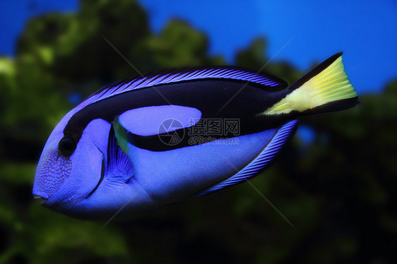 外来海鱼蓝色珊瑚国家异国水族馆情调浮潜者潜水假期旅行图片