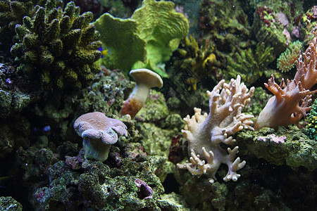 水族馆背景热带公园旅行海洋潜水假期珊瑚海葵浮潜者蓝色图片