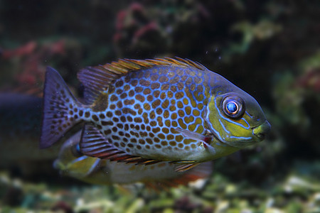 彩色外来鱼潜水情调海葵女性热带假期海洋国家旅行水族馆图片