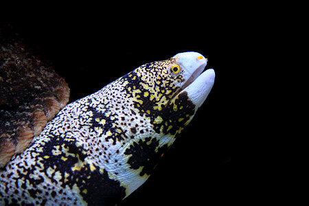 外来异国鱼浮潜海葵假期潜水员情调潜水浮潜者海洋旅行珊瑚背景图片