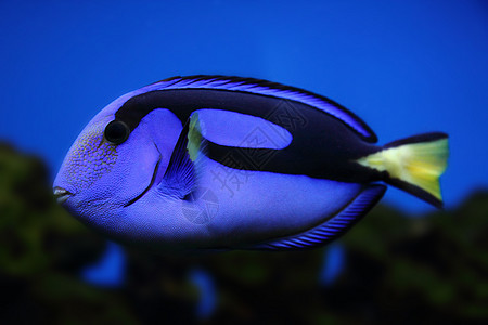 外来海鱼热带珊瑚异国情调海葵旅行潜水员浮潜海洋潜水图片
