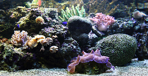 水族馆背景热带蓝色假期海洋浮潜者浮潜潜水国家旅行珊瑚图片