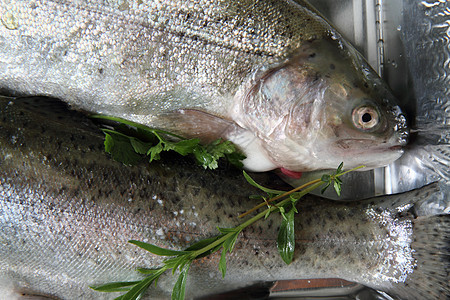 原鳟鱼厨房食物海鲜动物彩虹美食饮食淡水钓鱼图片