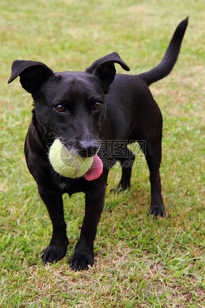黑狗网球运动员动物犬类跑步黑色短跑微笑宠物乡村舌头耳朵图片