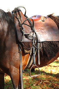 马鞍座位板栗马具动物缰绳皮革鬃毛哺乳动物绳索毯子图片