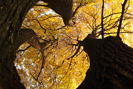 秋天的老树黄色圆圈橡木衬套森林棕色季节环境叶子艺术图片