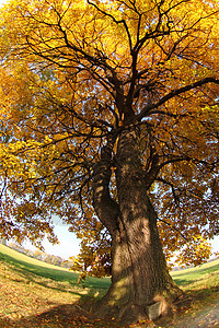 秋天的老树损失植物棕色橡木叶子艺术橙子衬套森林季节图片