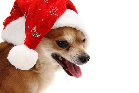 小吉娃娃和圣诞节孤立无援毛皮血统庆典白色犬类棕色家畜主题脊椎动物生物图片