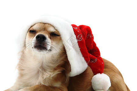 小吉娃娃和圣诞节孤立无援棕色庆典犬类宠物家畜脊椎动物生物白色哺乳动物主题图片