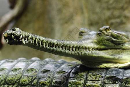 鳄鱼头野生动物棕色捕食者绿色容器动物园眼睛黄色爬虫反射图片