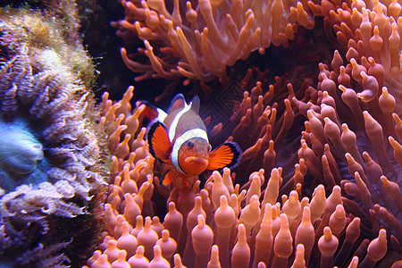 小丑鱼 nomo情调浮潜浮潜者假期蓝色热带水族馆潜水员珊瑚海洋图片