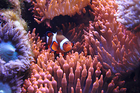 小丑鱼 nomo水族馆海洋热带浮潜者珊瑚旅行潜水海葵潜水员蓝色图片