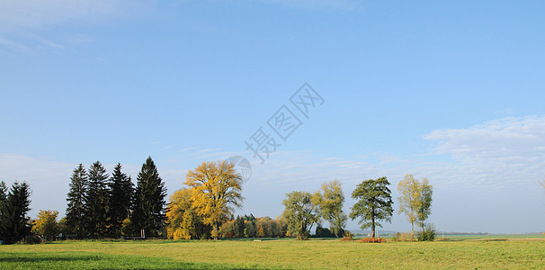 秋季背景棕色衬套环境花瓣圆圈橙子森林季节黄色艺术图片