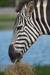 斑马脖子条纹情调动物草原衬套动物群游戏动物园毛皮图片