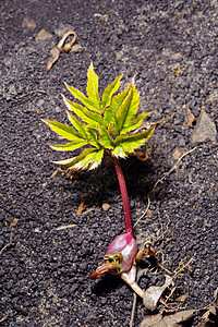 绿树苗发芽地面幼苗叶子草本植物植物生活生育力植物学新生图片