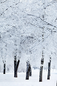 雪中冬季公园墙纸风景木头荒野季节雪堆寂寞情绪寒意雪景图片