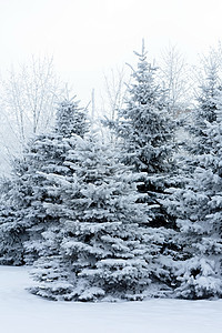 雪中冬季公园冬令风景环境孤独寂寞季节场景情绪荒野卡片图片