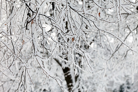 雪中冬季公园寂寞环境情绪寒意墙纸雪景卡片冬令季节孤独图片