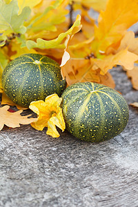 秋季南瓜和叶叶季节南瓜框架蔬菜植物食物黄色橡木橙子红色图片