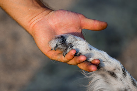 狗爪和人手小狗帮助白色犬类信仰交易女性快乐动物爪子图片