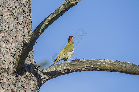 欧洲绿色木鸟 坐在树枝上季节啄木鸟森林荒野野生动物眼睛男性歌曲手表生物图片