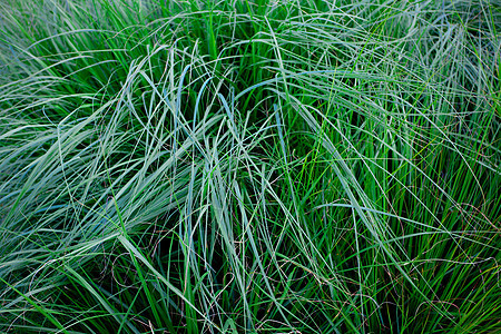 平淡绿草的背景背景框架草地场地土地晴天植物运动日光草皮课程图片