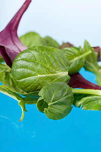 新鲜沙拉叶蓝色蔬菜绿色火箭美食炊具花园菊苣沙拉叶子图片