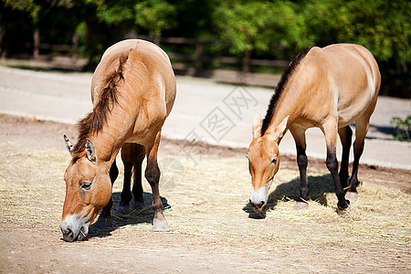 Przewalski的马在动物园野生动物男性荒野哺乳动物尾巴婴儿公园照片棕褐色说谎图片