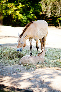 Przewalski的马在动物园水平马匹树木绿色男性婴儿哺乳动物公园照片棕褐色图片