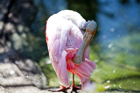 动物园的ibis鸟反射羽毛避难所野生动物飞行池塘热带翅膀水禽公园图片