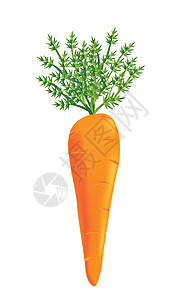 胡萝卜矢量饮食橙子食物团体餐厅小吃叶子营养花园蔬菜图片