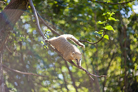 在动物园中从树枝跳跃到树枝旅行森林鼻子公园毛皮哺乳动物情调浣熊丛林尾巴图片